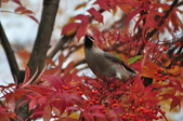 Enlarge photo 84