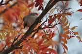 Enlarge photo 93