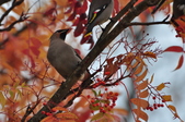 Enlarge photo 94