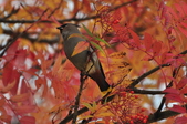 Enlarge photo 96