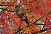 Enlarge photo 97
