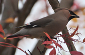 Enlarge photo 99