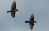 Enlarge photo 171