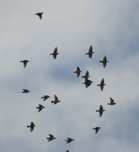 Enlarge photo 172