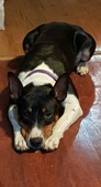 Lexie
