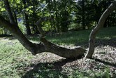 Enlarge photo 79