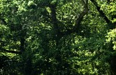 Enlarge photo 75