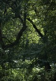 Enlarge photo 73