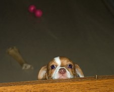 The Puppies Are Here!