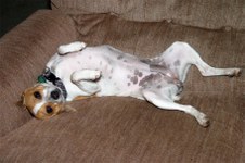 The Rats!!  Terriers that is!!