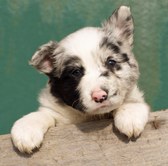 Border Collies