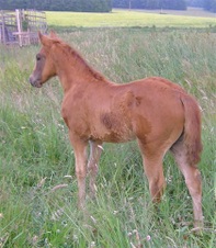 Windys Rising Star
