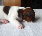 <center>Available Dogs & Puppies