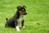 Maverick x DeeDee (One Puppy Available)