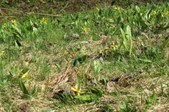 Enlarge photo 35