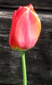 Enlarge photo 27