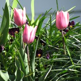 Enlarge photo 29