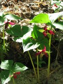 Enlarge photo 38