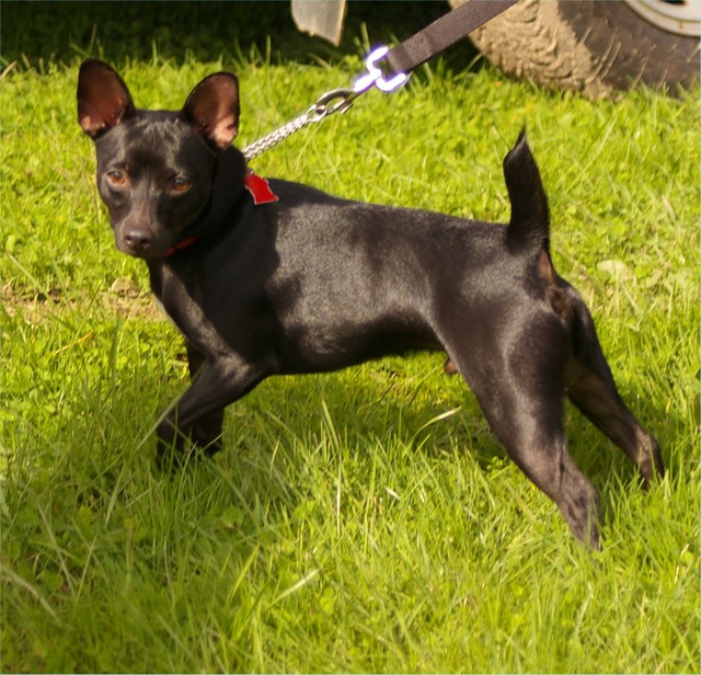 Warren Mountain Rat Terriers