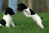 Puppy Pictures