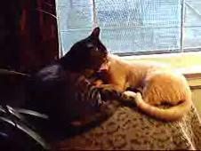 Enlarge WMV 30