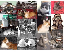 Enlarge photo 81