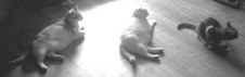 Enlarge photo 70