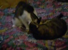 Enlarge WMV 117