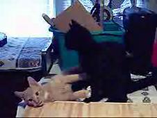 Enlarge WMV 57