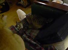 Enlarge WMV 120