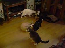 Enlarge WMV 119