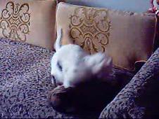 Enlarge WMV 74