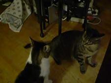 Enlarge WMV 122