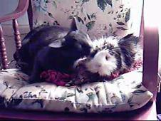 Enlarge WMV 33