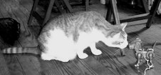 Enlarge photo 7