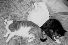 Enlarge photo 63
