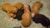 SharBul Kennel