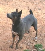 Brinda
