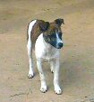 Jake