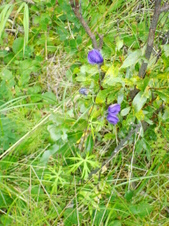 Enlarge photo 517