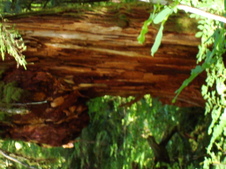 Enlarge photo 624