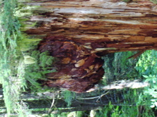 Enlarge photo 625