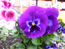Enlarge photo 53