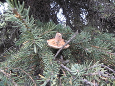 Enlarge photo 71