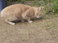 Enlarge photo 184