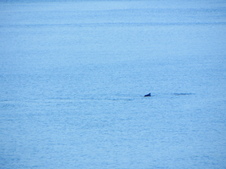 Enlarge photo 272