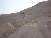Enlarge photo 64