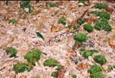 Enlarge photo 263