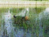 Enlarge photo 70