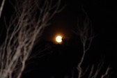 Enlarge photo 172